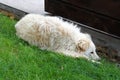 Sad stray dog Ã¢â¬â¹Ã¢â¬â¹lying on the grass Royalty Free Stock Photo